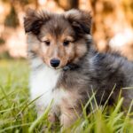 shetland sheepdog