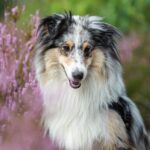 shetland sheepdog