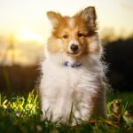 shetland sheepdog