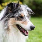 shetland sheepdog