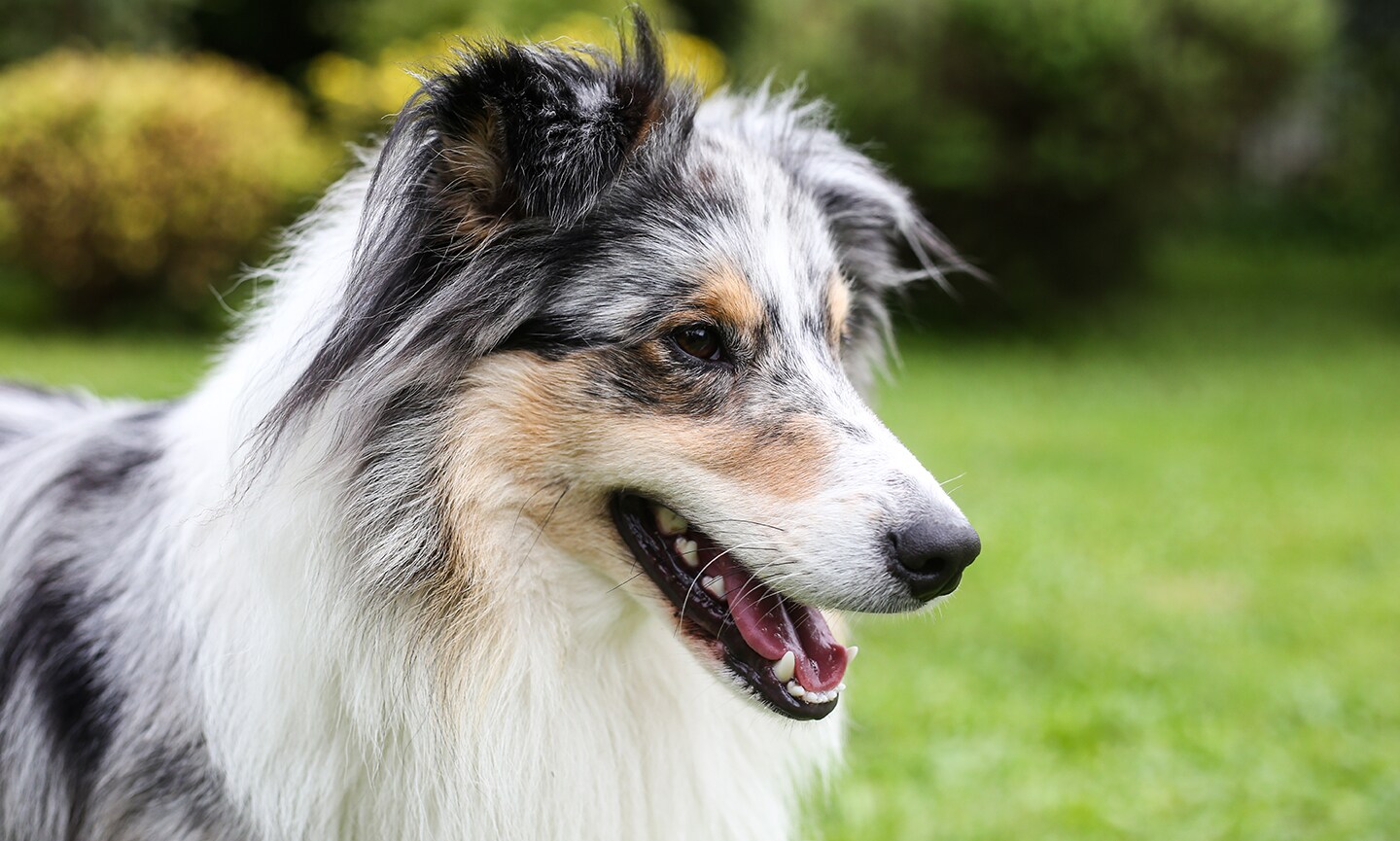 Miniature collie hi-res stock photography and images - Alamy, image size:1440x865