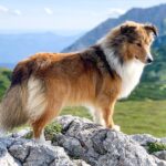 shetland sheepdog