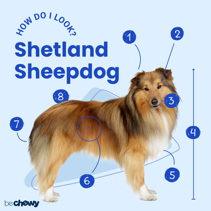 Do orders shetland sheepdogs shed