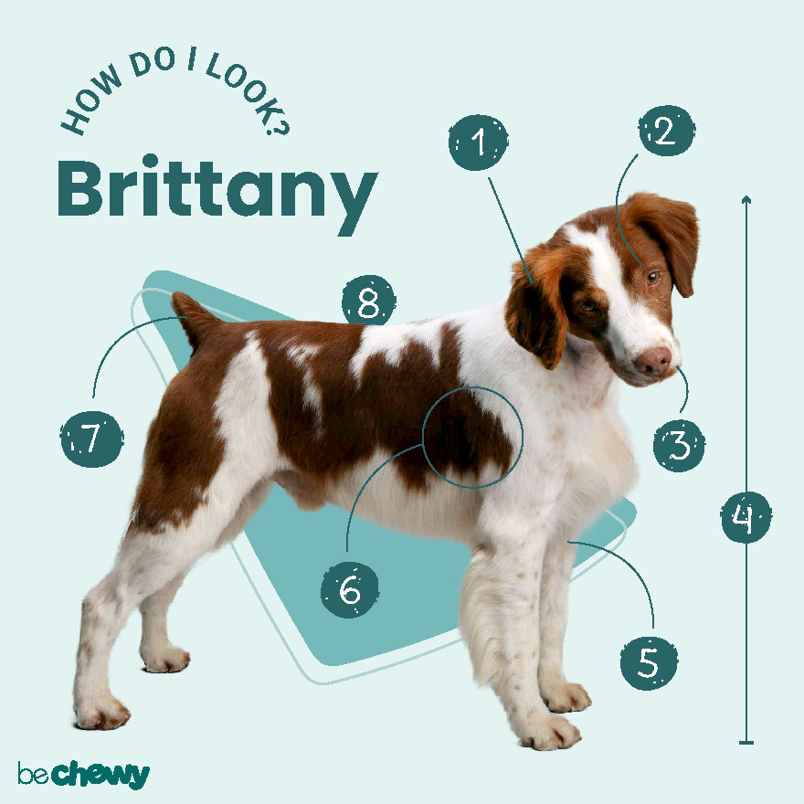 American fashion brittany dog