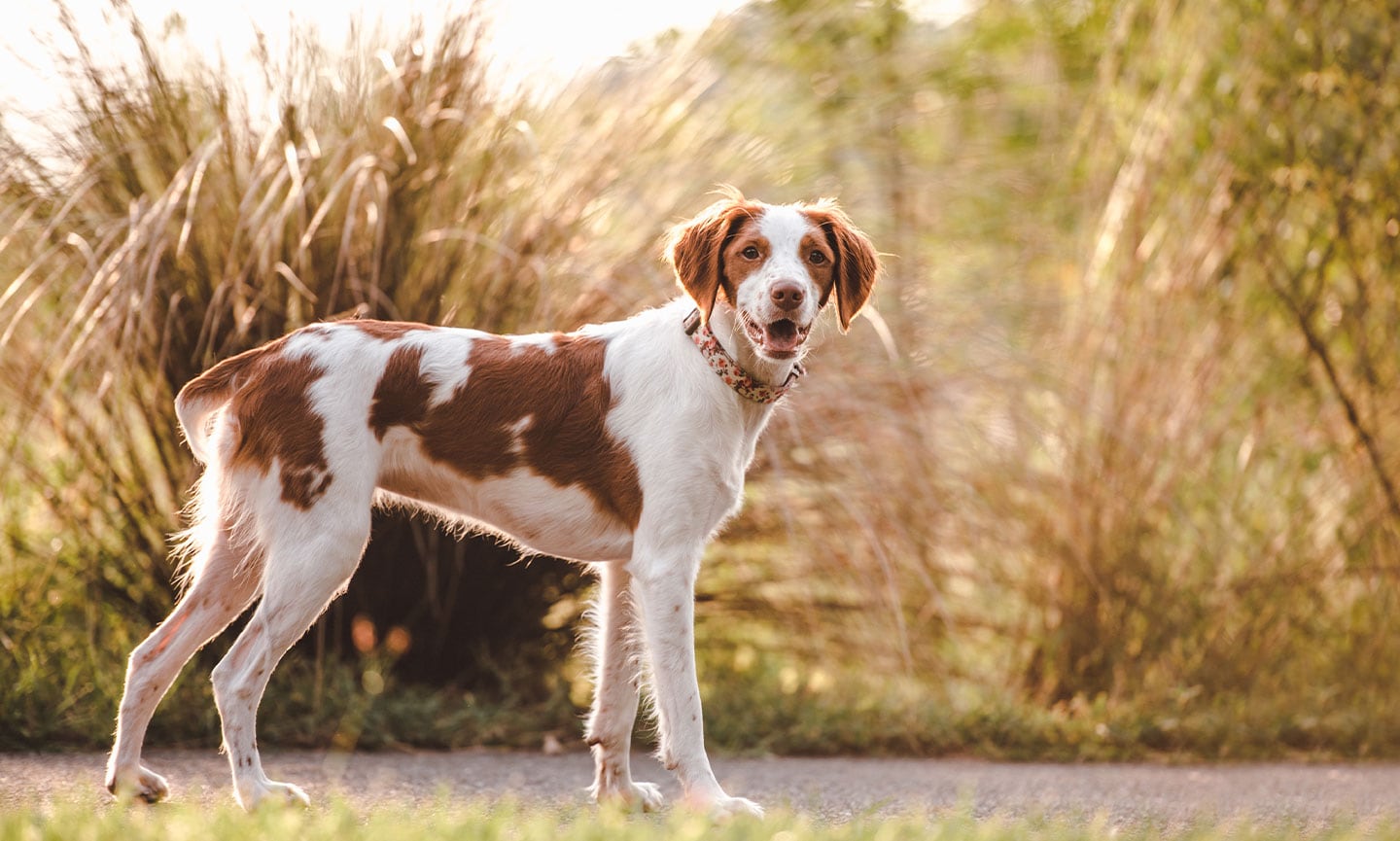 Raising a fashion brittany spaniel