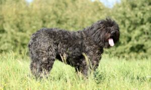 Bouvier des Flandres