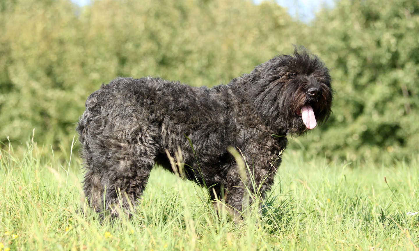 Bouvier des Flandres Breed Characteristics Care Photos Chewy