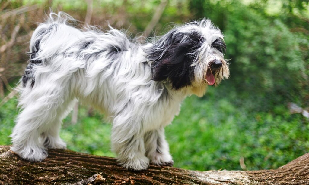 black and white tibetan terrier sitting on a rock