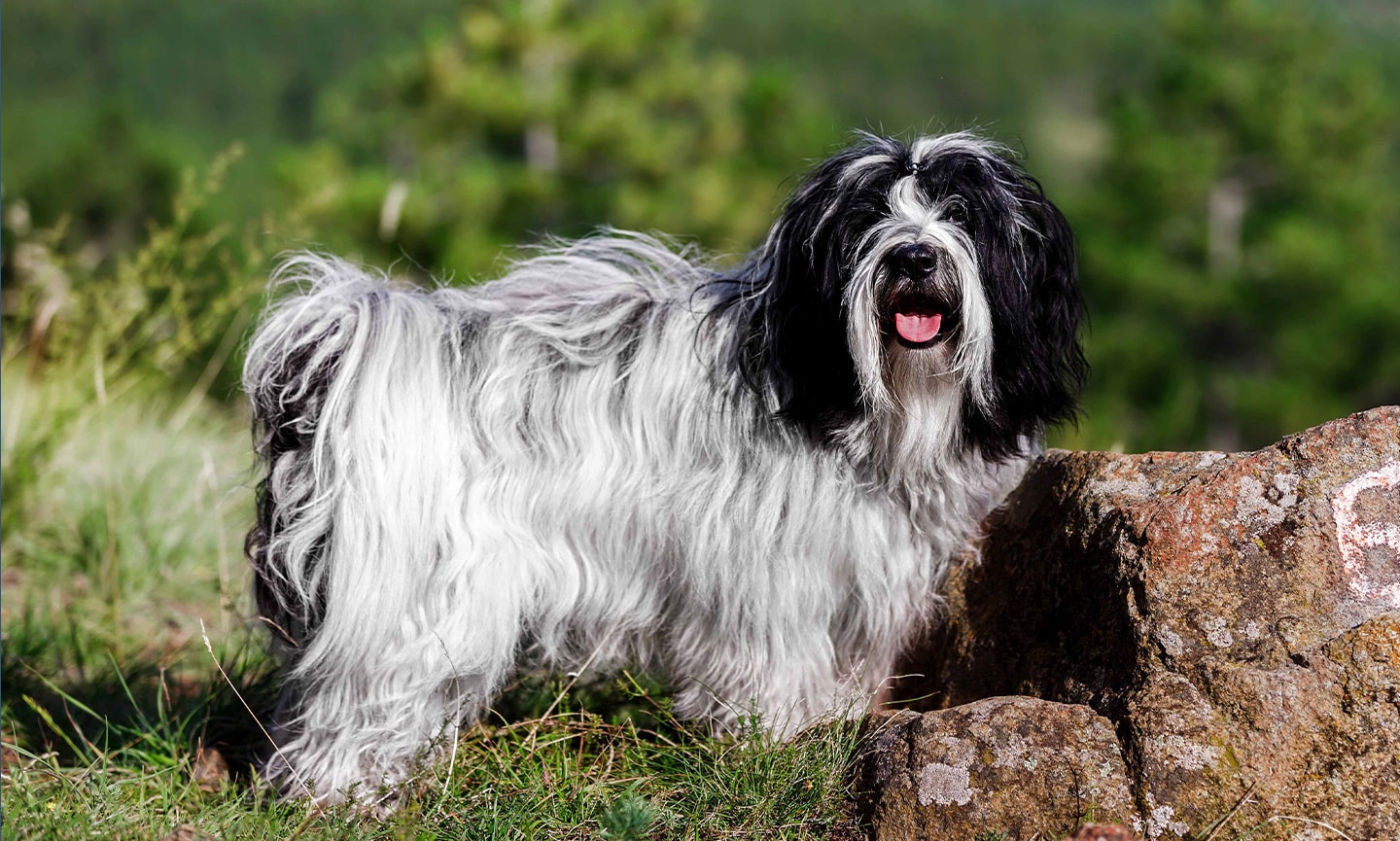 Tibetan deals terrier