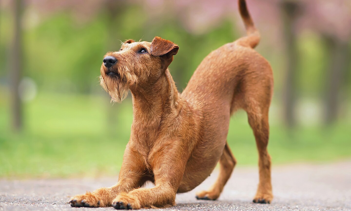 Irish terrier long hair hotsell