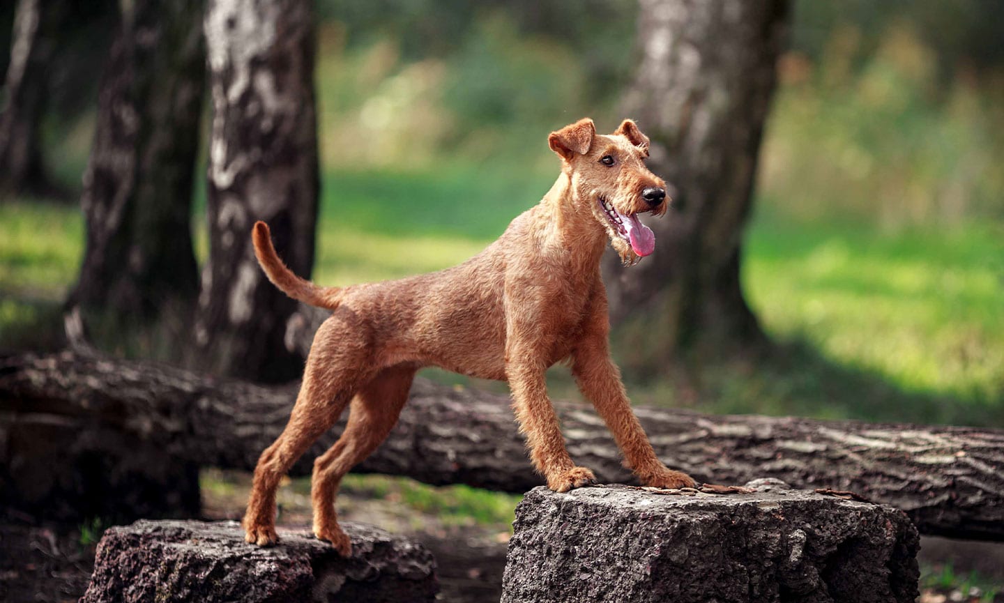 Irish terrier fashion puppies for