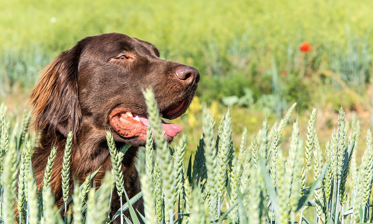 Flat back retriever hotsell