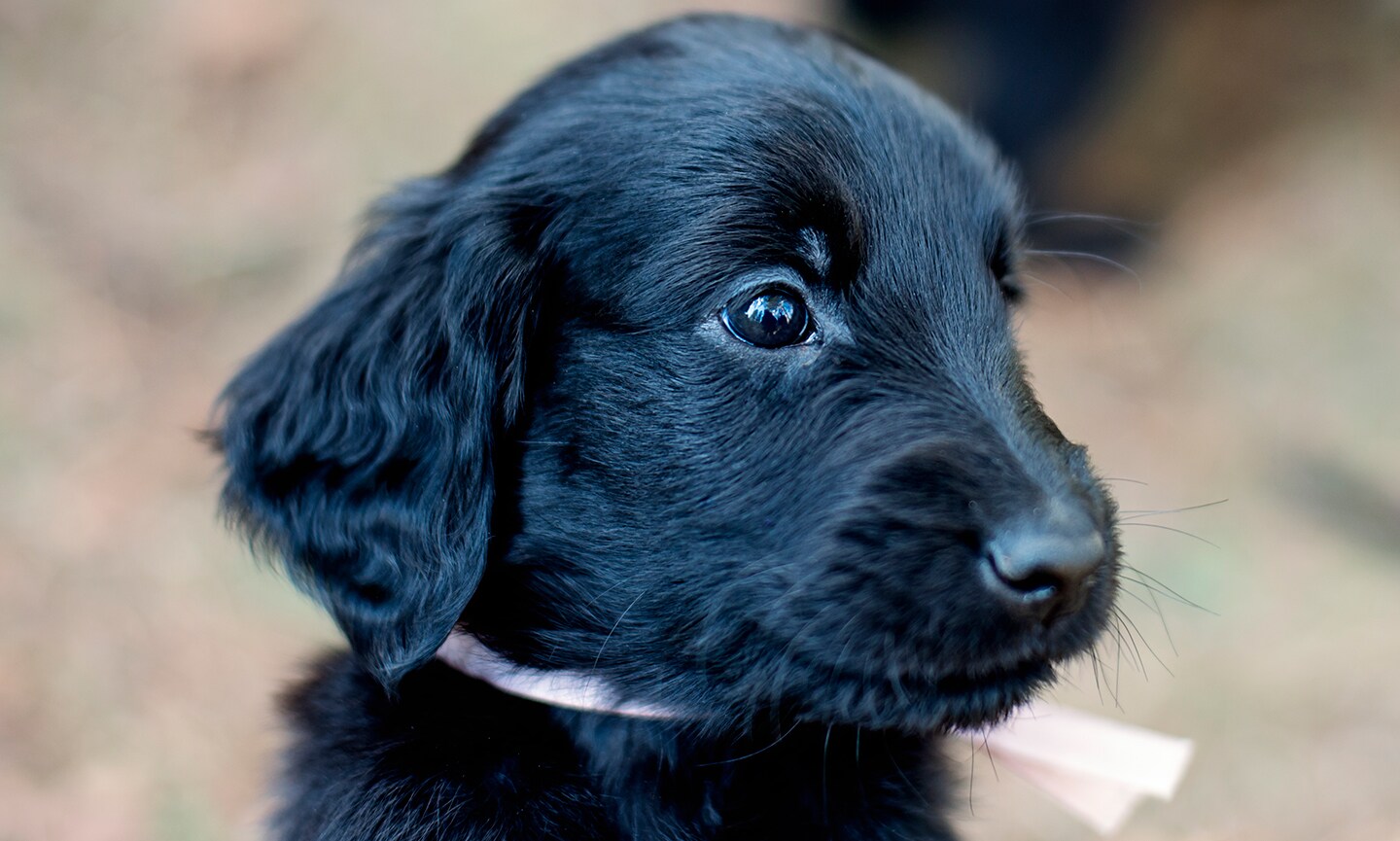 Flat Coated Retriever Breed Characteristics Care Photos Chewy