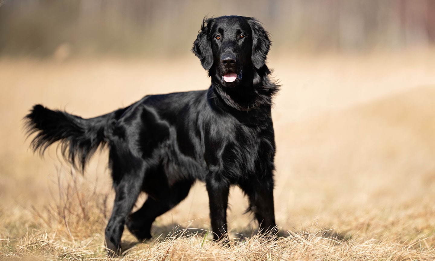 Flat coated retriever with white chest best sale