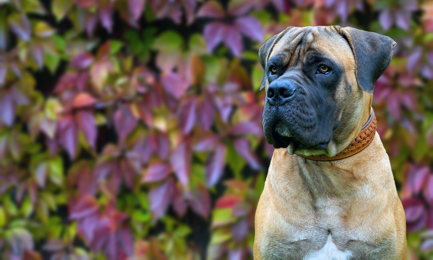 Fashion boerboel temperament confident