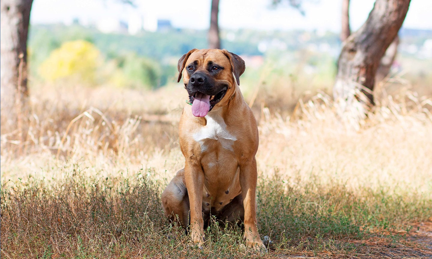 Fashion boerboel information