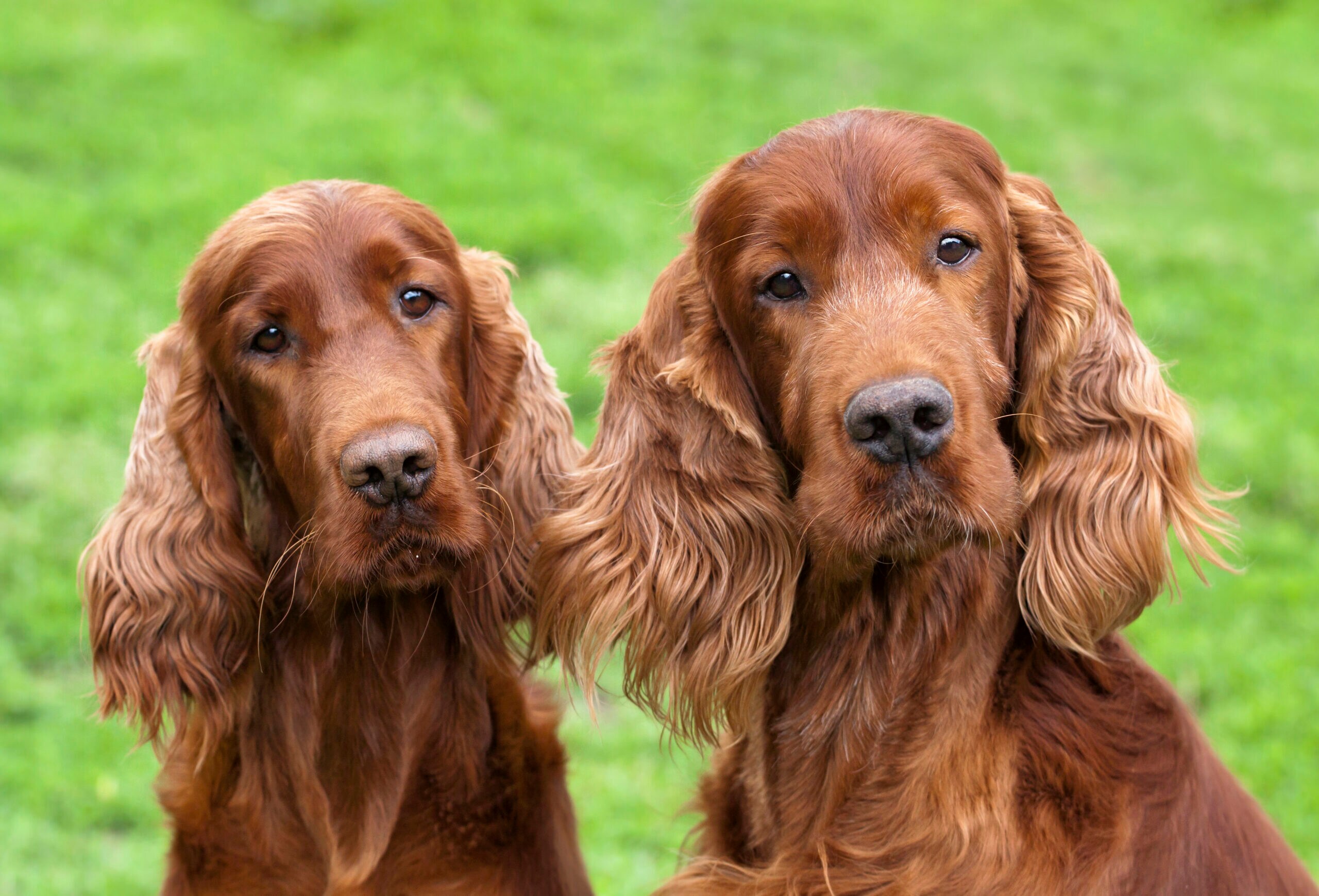 Irish Setter Breed Characteristics Care Photos Chewy