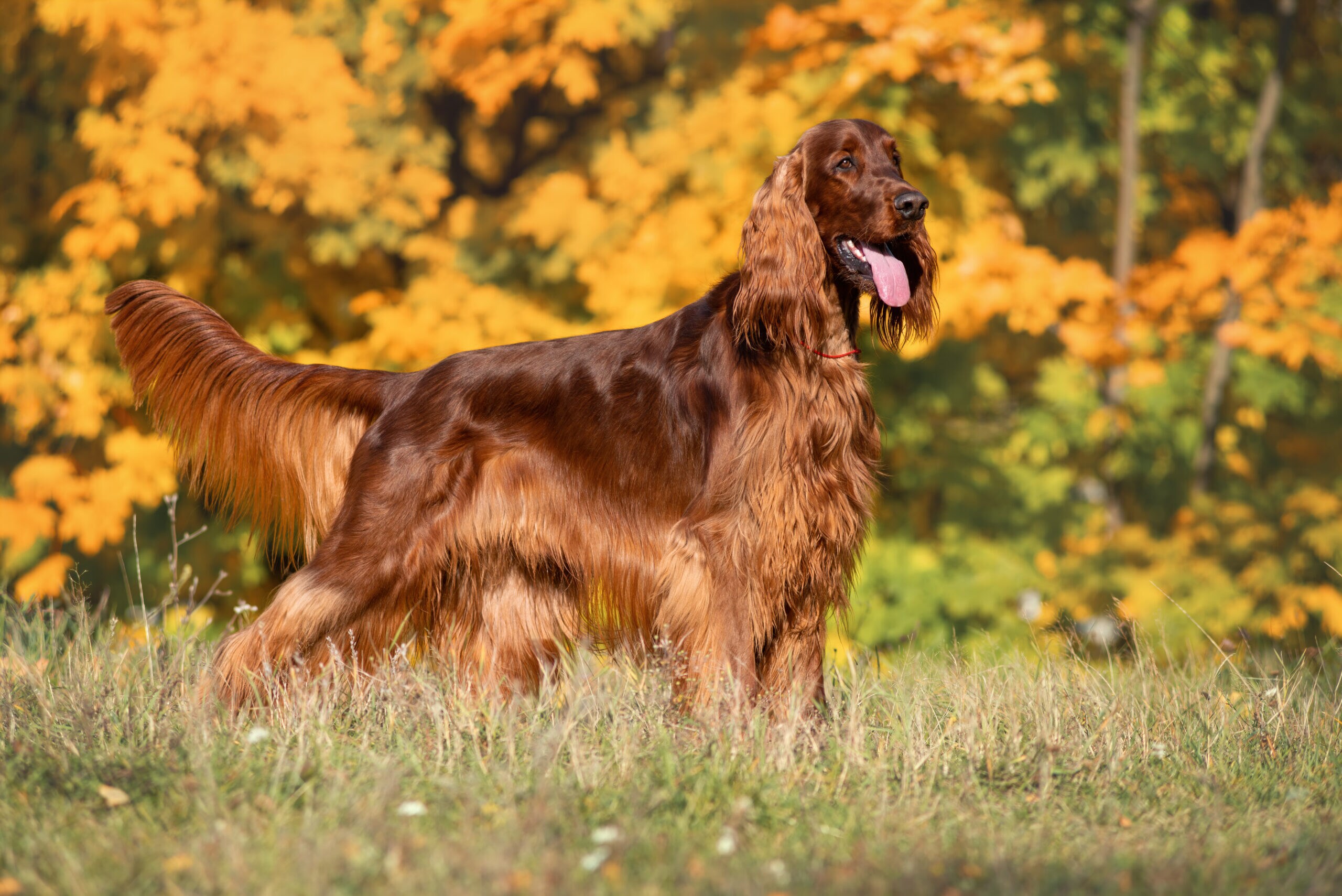 Irish Setter Breed: Characteristics, Care & Photos | Chewy.com