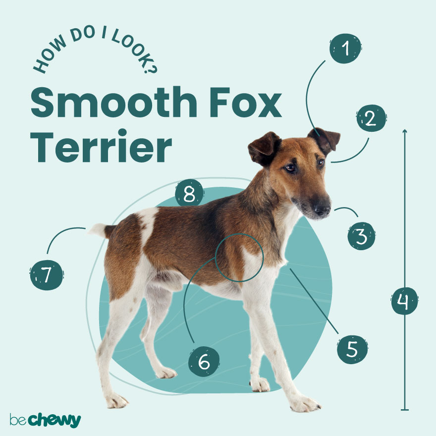 Smooth fox terrier dog breeds fashion