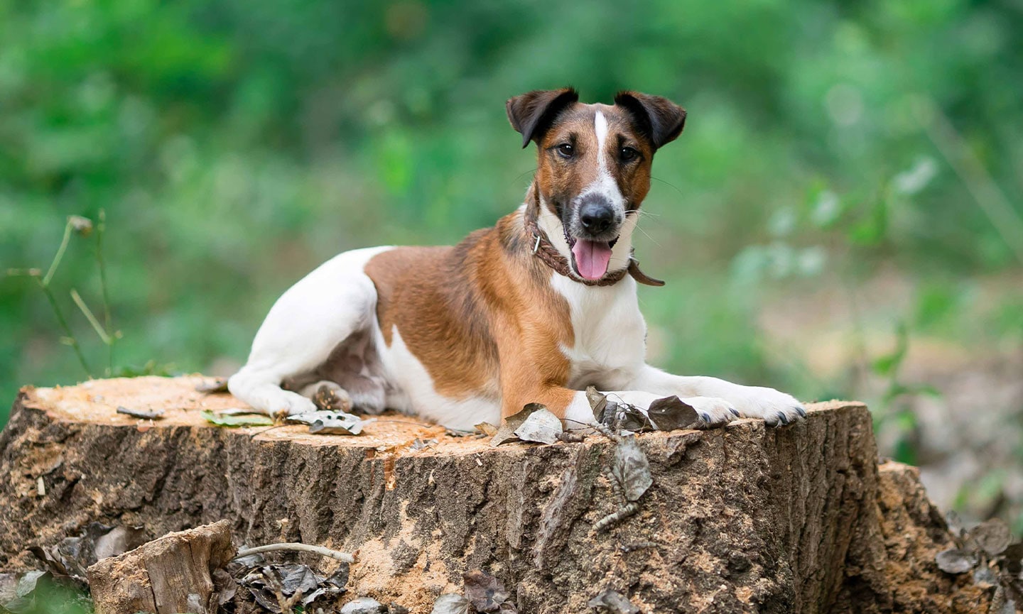 Smooth fashion fox terrier price