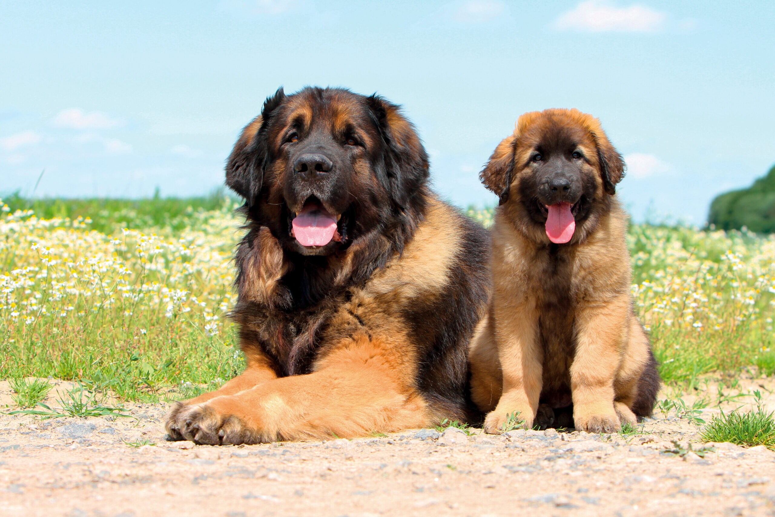 Giant dog breeds leonberger fashion