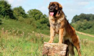 Leonberger