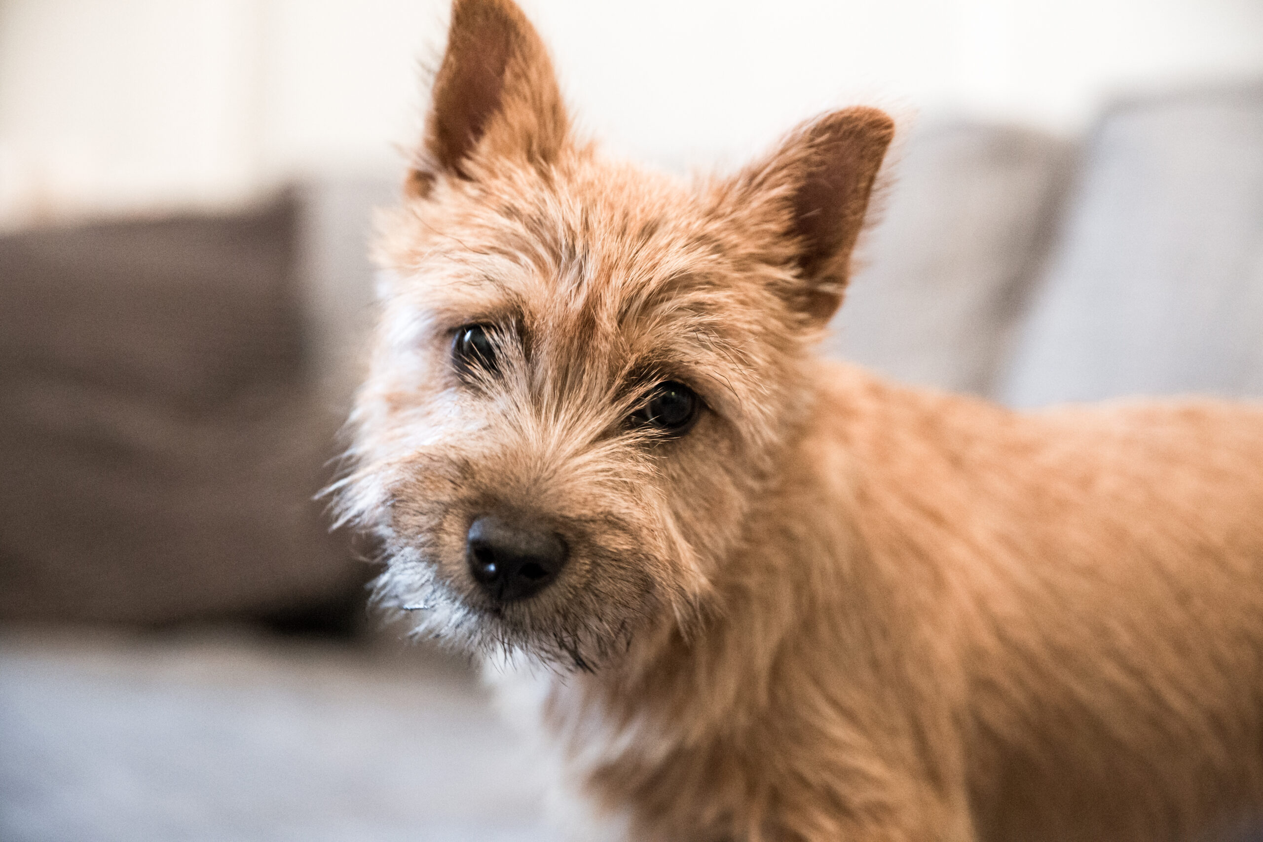 Norwich shops terrier chihuahua mix