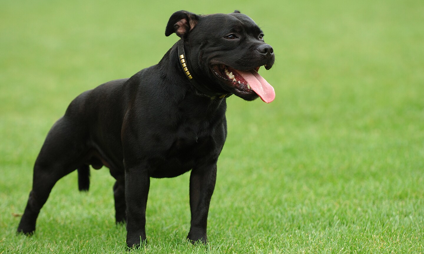 Black staffy fashion