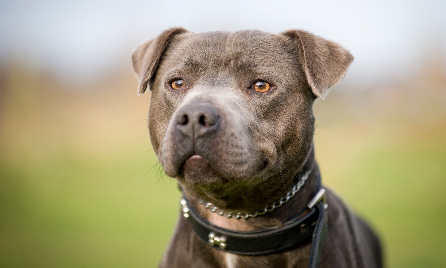 Staffordshire bull terrier terrier orders dog breeds