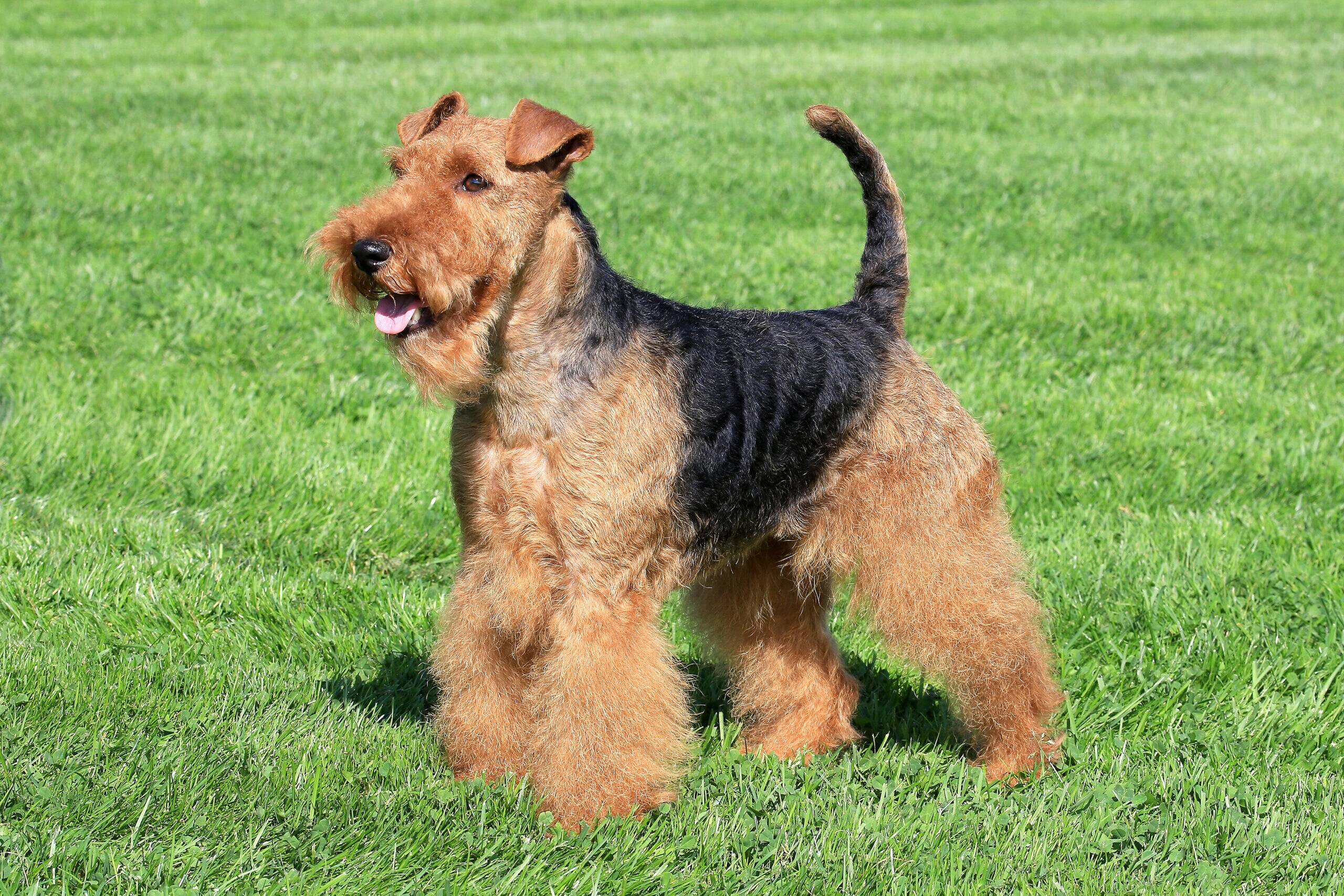 Welsh Terrier standing in grass