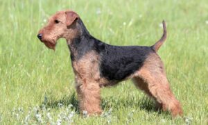 Welsh Terrier