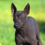 Xoloitzcuintli dog breed