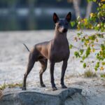 Xoloitzcuintli standing on a rock