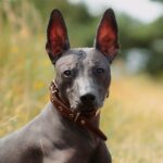 Xoloitzcuintli closeup