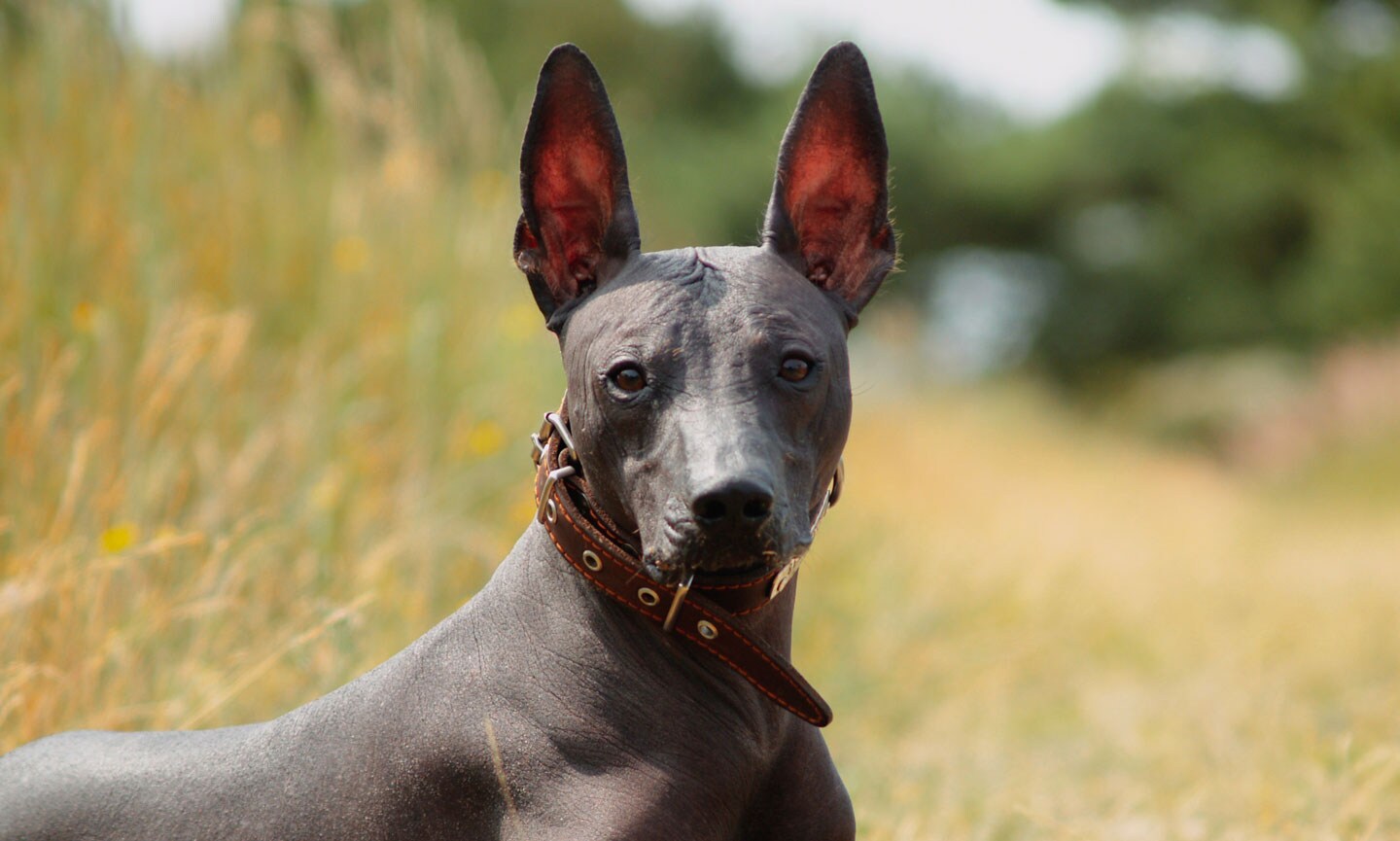 Xoloitzcuintli Breed Characteristics Care Photos Chewy