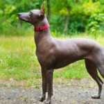 Xoloitzcuintli side profile