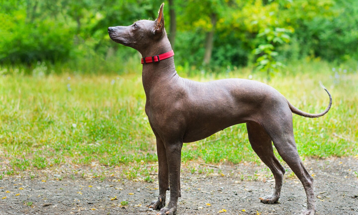 Large fashion xoloitzcuintli