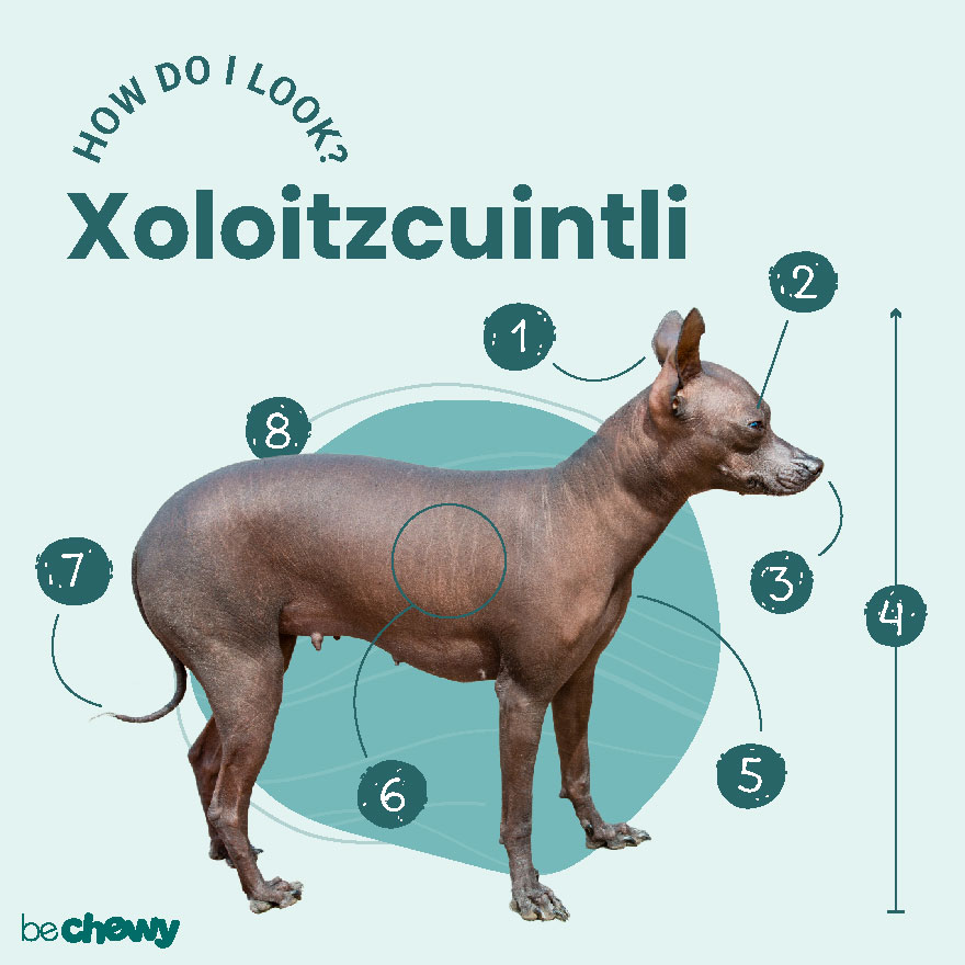 Photo of a Xoloitzcuintli