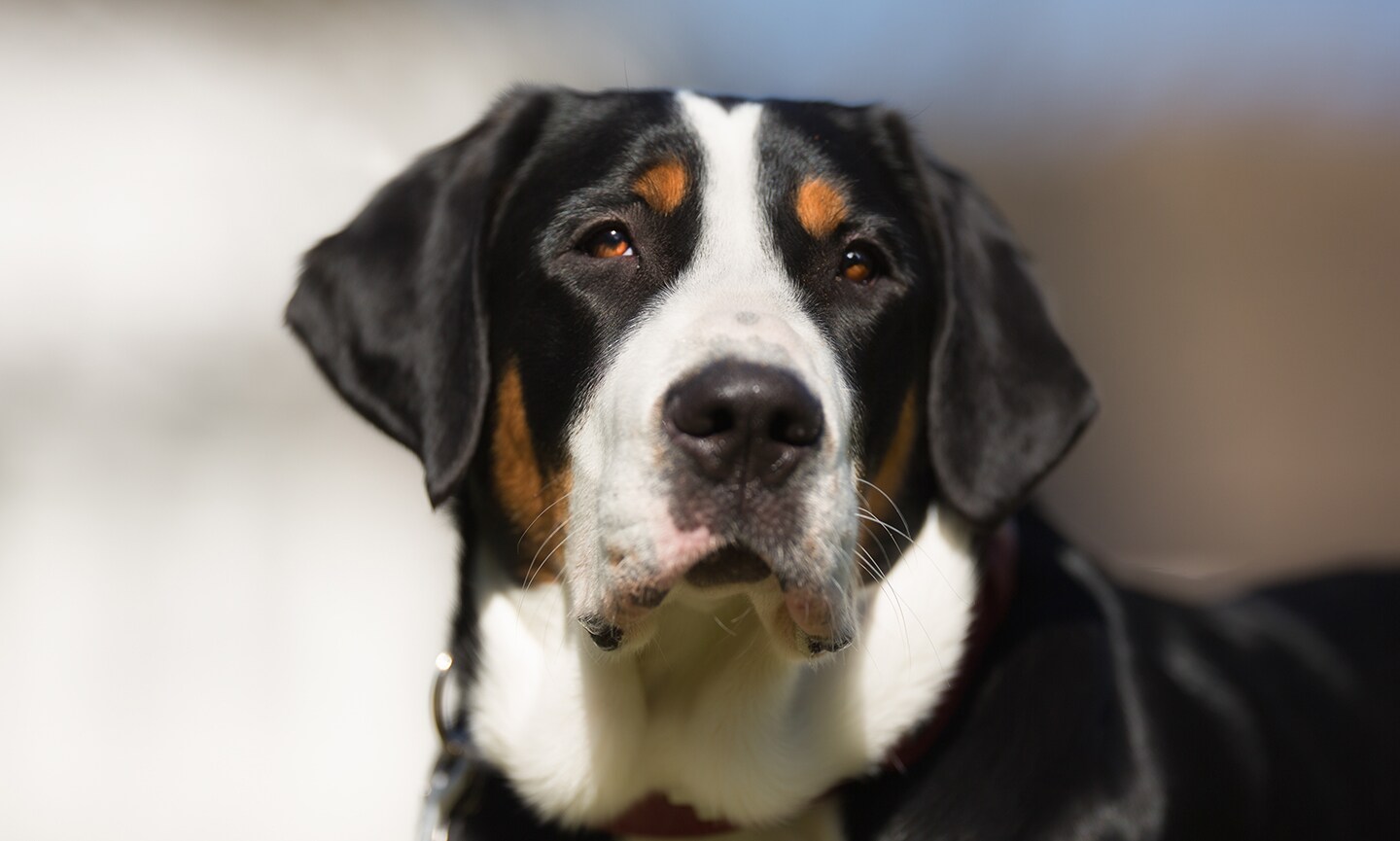 Greater swiss mountain fashion dog shedding