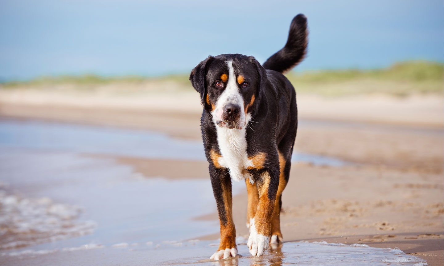 Lifespan of greater swiss retailer mountain dog