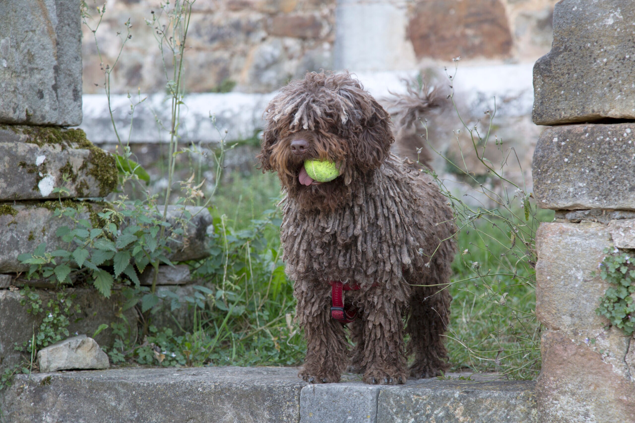 brown and white corded spanish water dog running through grass