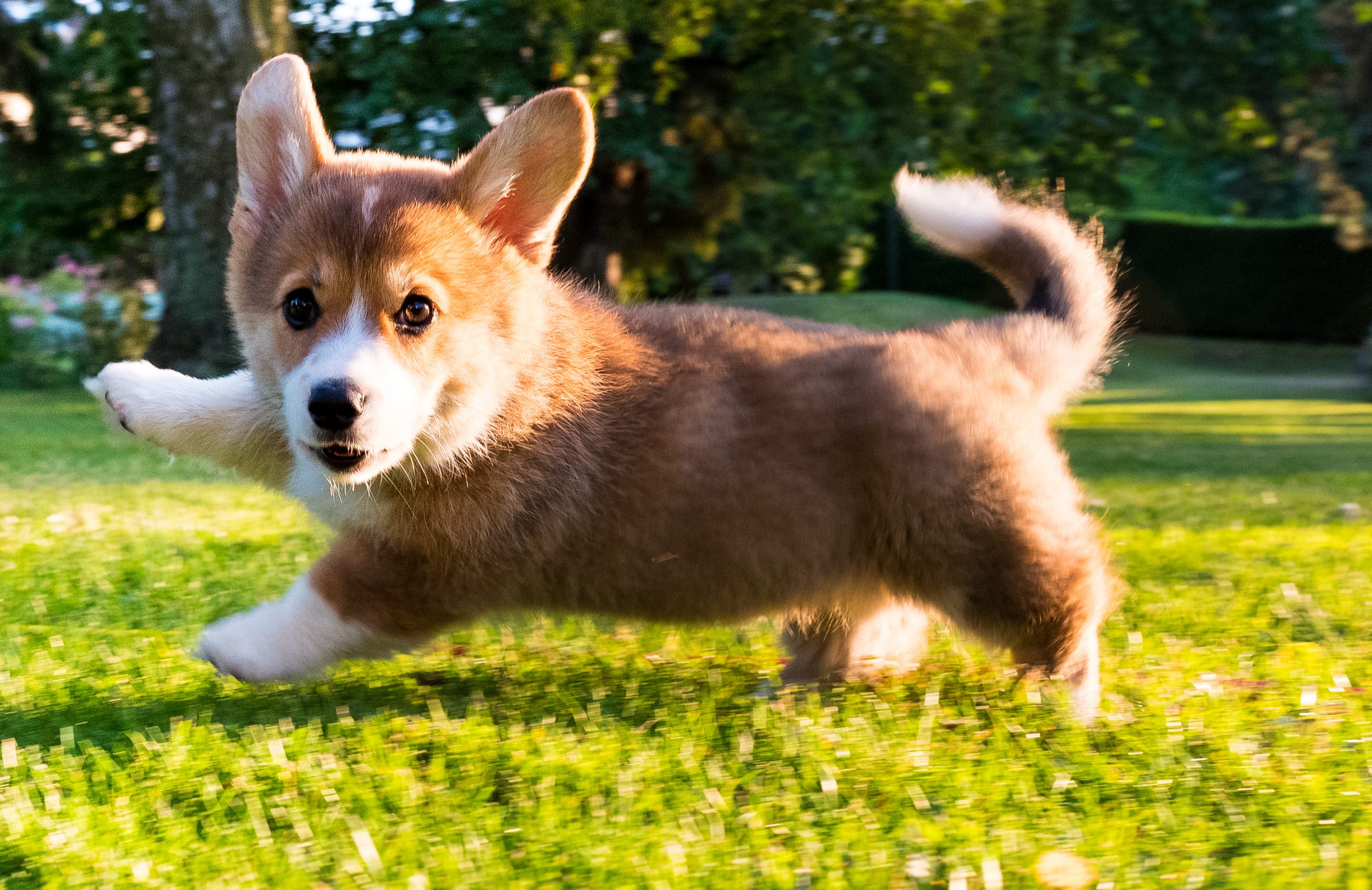 corgi puppy for sale