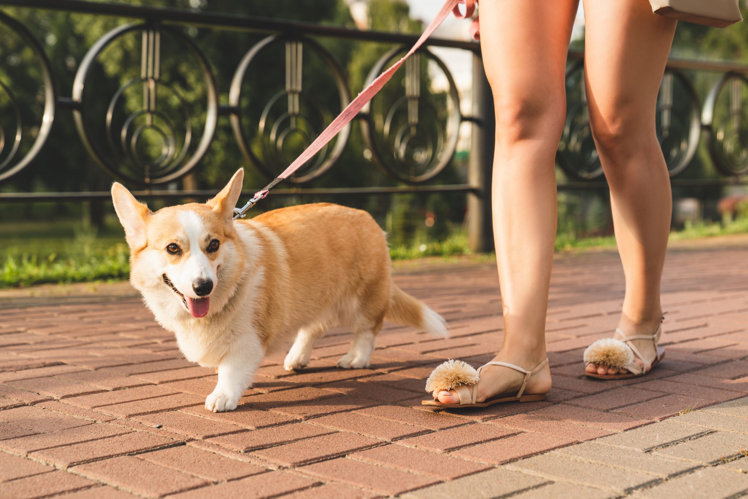 Large corgi breed best sale