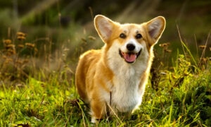 Pembroke Welsh Corgi