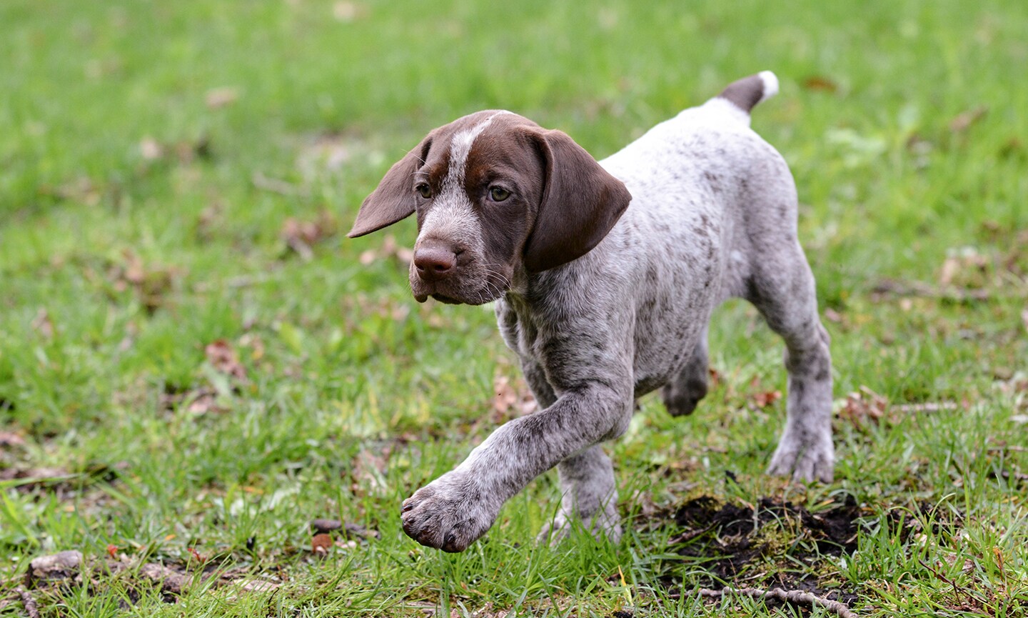 German smooth haired clearance pointer