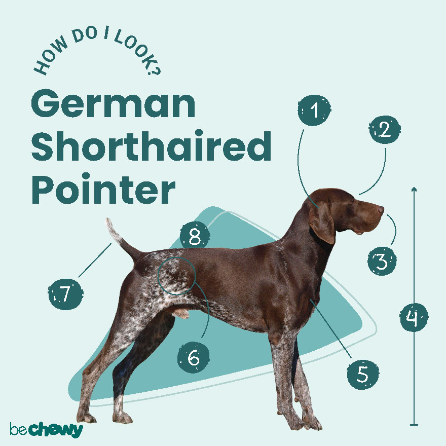 All liver german shorthaired shops pointer