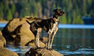 German Shorthaired Pointer