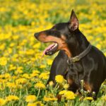 german pinscher