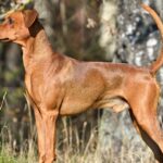 german pinscher