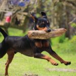 german pinscher